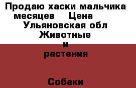 Продаю хаски мальчика 6 месяцев  › Цена ­ 8 000 - Ульяновская обл. Животные и растения » Собаки   . Ульяновская обл.